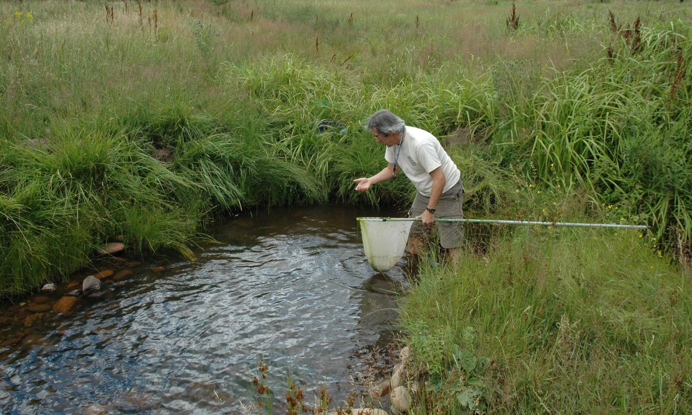 Surveying for leopard frogs